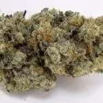 Lost Coast OG - AAAA (Indica Dominant Hybrid)